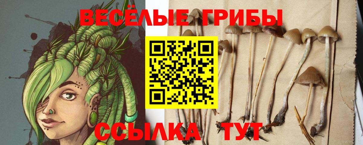 Галлюциногенные грибы Psilocybe  Псилоцибиновые грибы мицелий  что такое   Скопин  Вход с VPN 