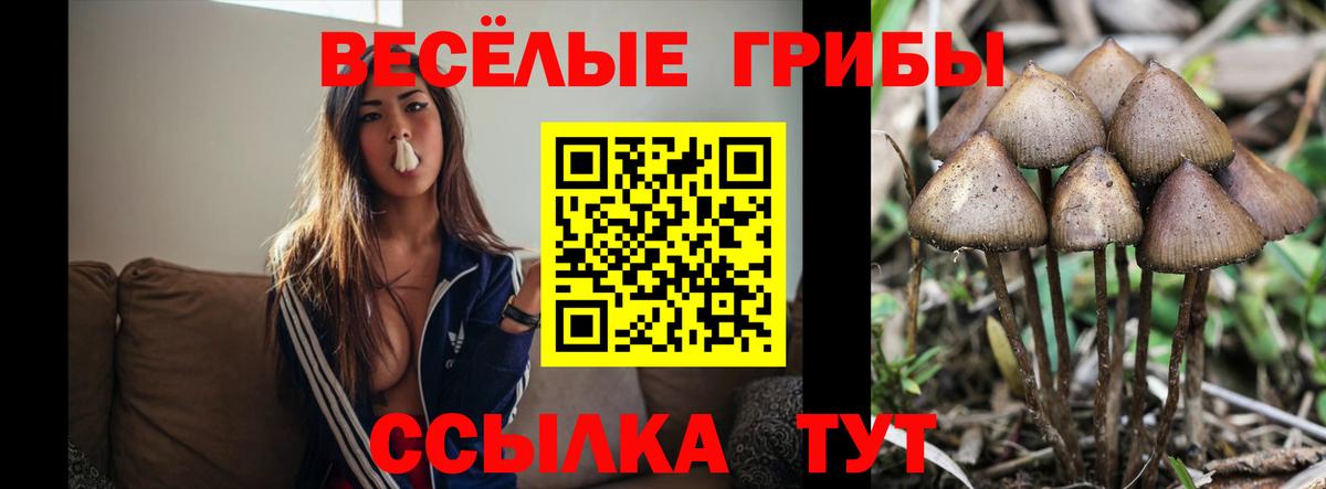 Псилоцибиновые грибы Cubensis Скопин